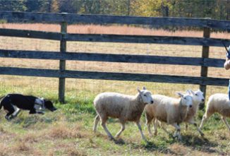 Balancing Sheep & Calling Off Dogs